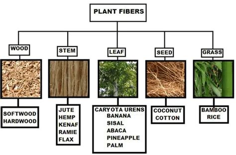  Bastfibres, wonderlijke natuurlijke vezels met uitstekende sterkte-eigenschappen!