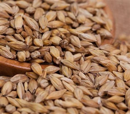  Barley: Een veelzijdige grondstof voor brouwerijproducten en diervoeder!